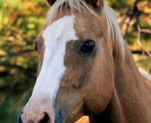 SUNDANCE – Please Sponsor Me!