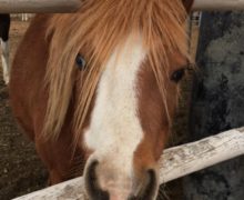 Gigi – Please Sponsor Me!