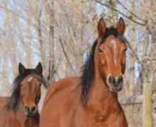 Wyatt – Sponsored by Bill Hamm!