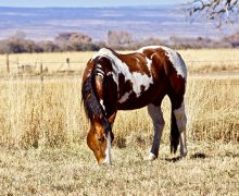 Lucy – Sponsored by Ron & Cheryl Robacker/Cindy Borack