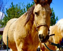 Meg – Please Sponsor Me!