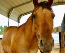 Tango Sponsored by Denisse Valentine! Foster/Adopt Me!