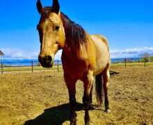 Troubadour – Please Sponsor Me!