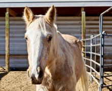 Alice – Sponsored by Tom Taylor!