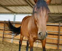 Cinderfella – Sponsored by Leora Frankel!