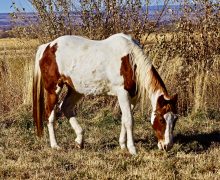 Sunny – Please Sponsor Me!