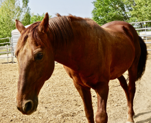 Ferari!  Sanctuary Horse!