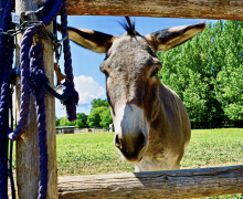 Pepper Jack – Sponsored by Becky Domingo & Mark Holmes!