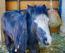 MAMA – Sponsored by Stacy Thorndyke!