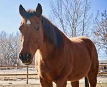 Tucker!!  Therapy Horse – Sponsored by Laura Page!