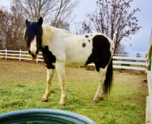 DOC – Sponsored by Pat Borack!